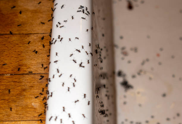 Best Pest Control Near Me  in Woodlands, CA