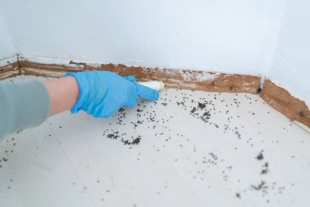 Best Pest Control Near Me in Woodlands, CA